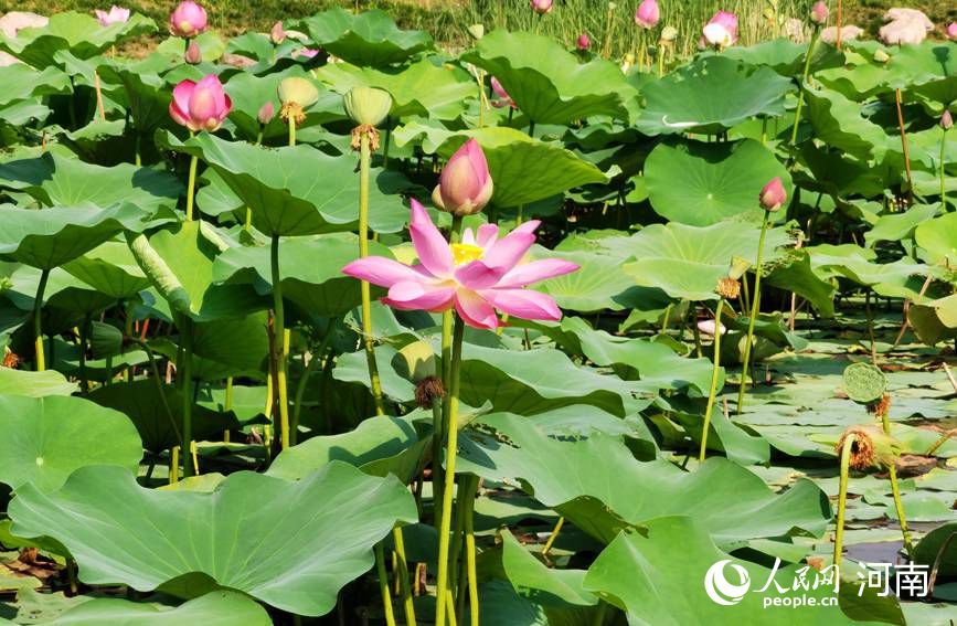 綠城鄭州：映日荷花別樣紅