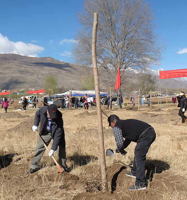 甘孜州甘孜縣1500株樹苗落地安家為美麗甘孜增添一抹新綠