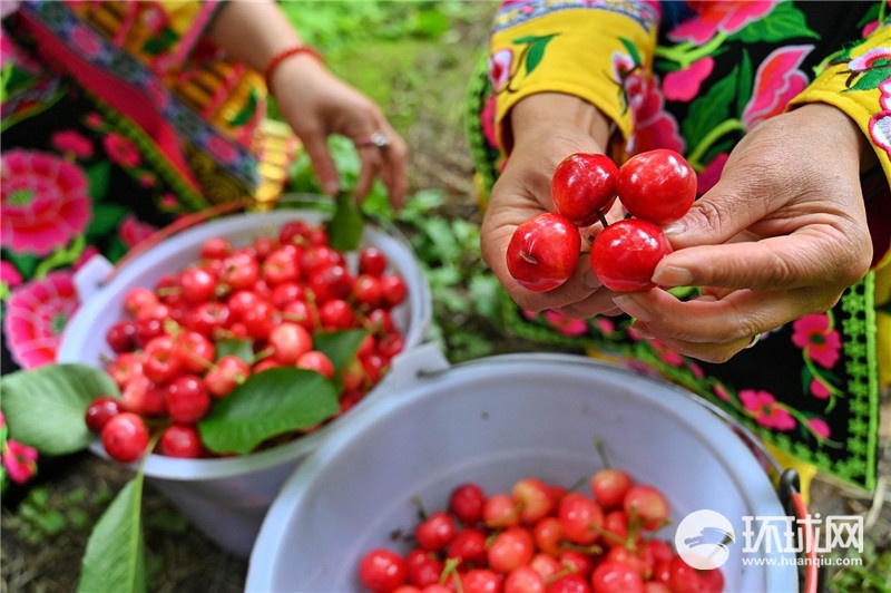 （转载）又到樱桃采摘季 四川茂县迎客来