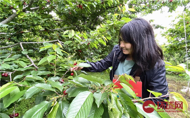 （转载）又到樱桃采摘季 四川茂县迎客来