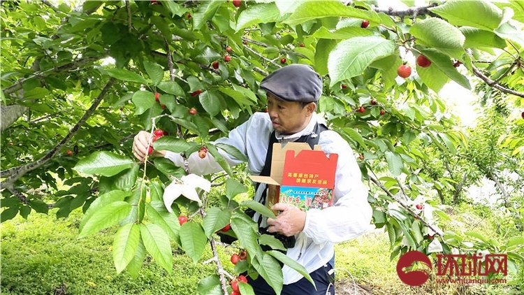 （轉載）又到櫻桃採摘季 四川茂縣迎客來