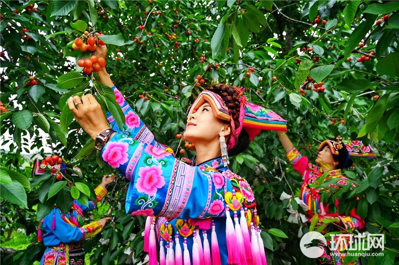 （转载）又到樱桃采摘季 四川茂县迎客来