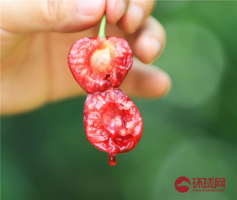 （转载）又到樱桃采摘季 四川茂县迎客来