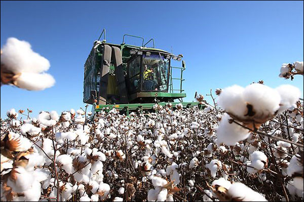 การใช้เครื่องจักรผลิตฝ้ายเป็นสภาพปกติในตอนใต้ซินเจียง_fororder_20210616xjcm2