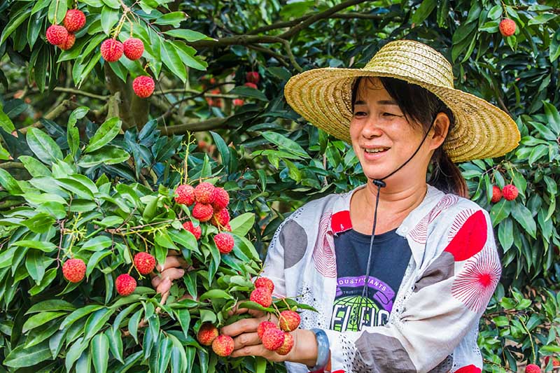 广西容县祖立村：荔枝丰收果农欢乐