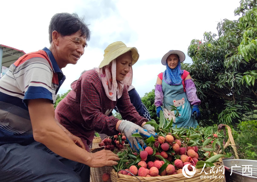 广西贵港：荔枝香飘四方 乡村振兴有奔头