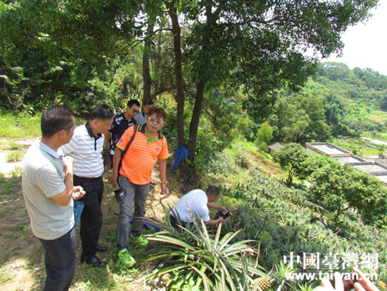 粤台同心树 农民致富果