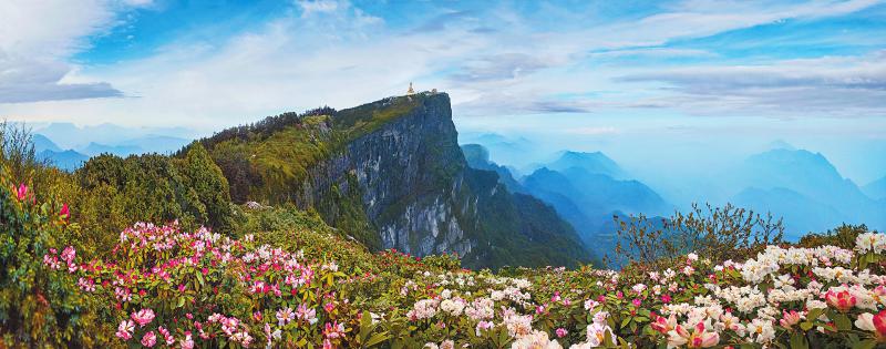 （转载）四川杜鹃的扬名之路