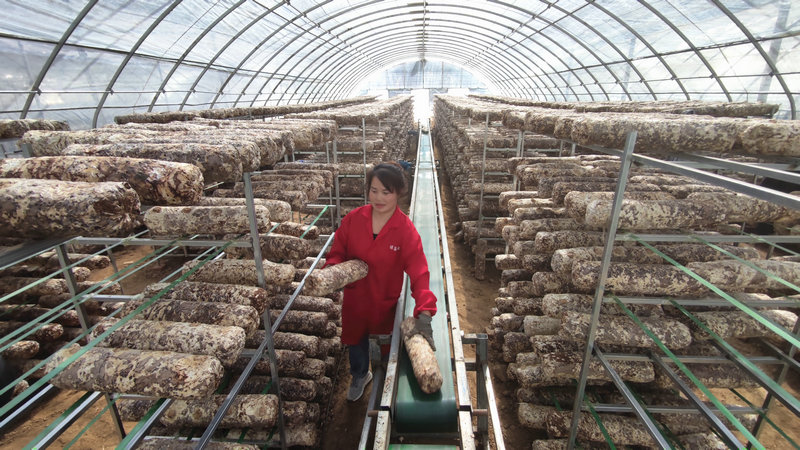 OK【河南供稿】河南靈寶函谷關鎮:助力企業練“內功” 經濟就業雙穩定