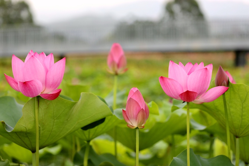 廣西貴港：荷花盛開喜迎客