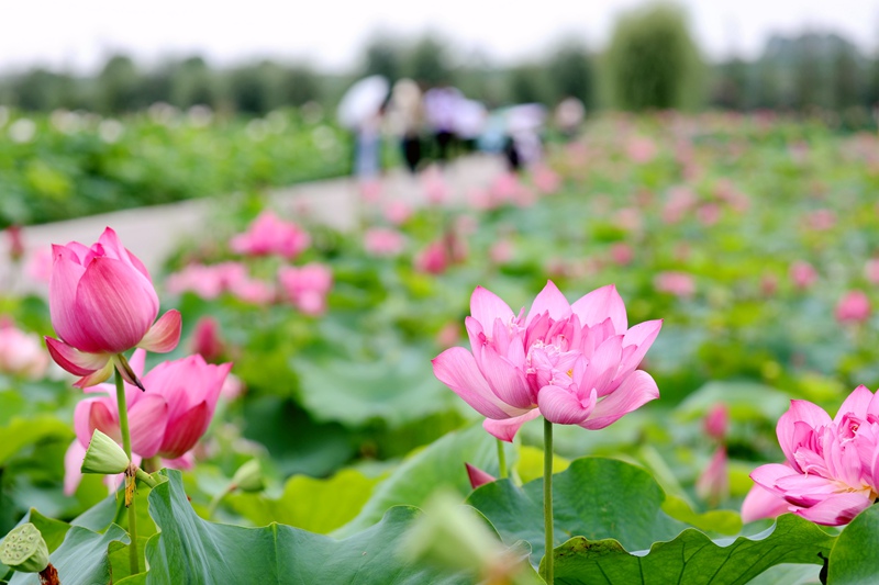 廣西貴港：荷花盛開喜迎客