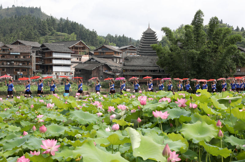 广西三江：荷花绽放引客来