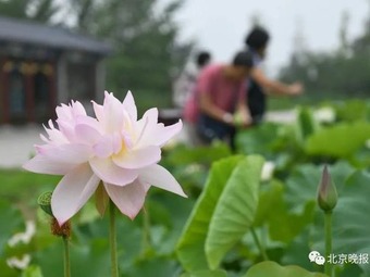 北京の円明園でハスの花フェスティバルが開幕　品種は200種類以上
