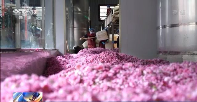 玫瑰花铺出致富路 这个小县城花香四溢→