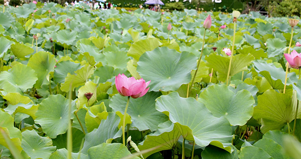 第十二届荷莲文化节“西部藕海·最宜宾”开幕式举行_fororder_盛开的荷花-摄影-何芳
