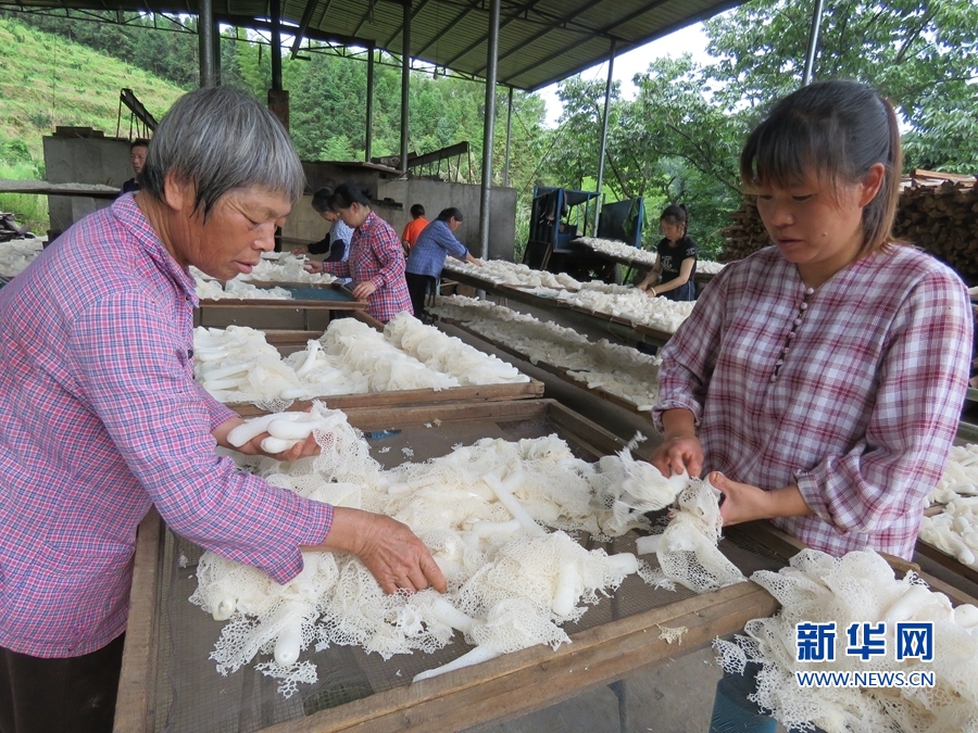 福建順昌：初夏竹蓀冒頭 採摘正當時