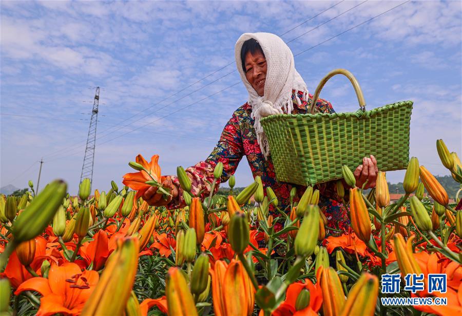山东荣成百合花开富农家