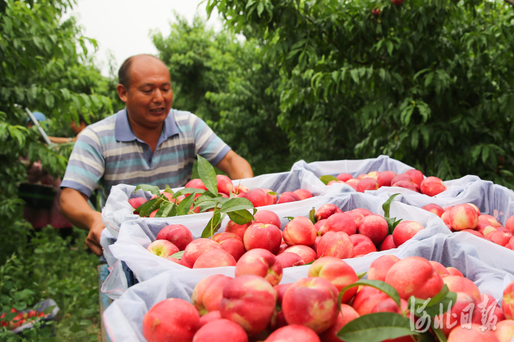 河北晉州：油桃種植助力農民增收