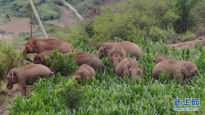 ຝູງ​ຊ້າງ​ອາ​ຊີ​ທີ່​ເຄື່ອນຍ້າຍ​ໄປ​ທິດ​ເໜືອ​​ຂອງ​ແຂວງ​ຢູນ​ນານ​ໄດ້​ເຄື່ອນ​ໄຫວ​ຢູ່​ໃນ​ບໍ​ລິ​ເວນ​ວົງ​ແຄບ_fororder_2