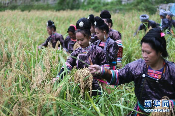 貴州黎平：苗族同胞摘禾燒魚慶豐收