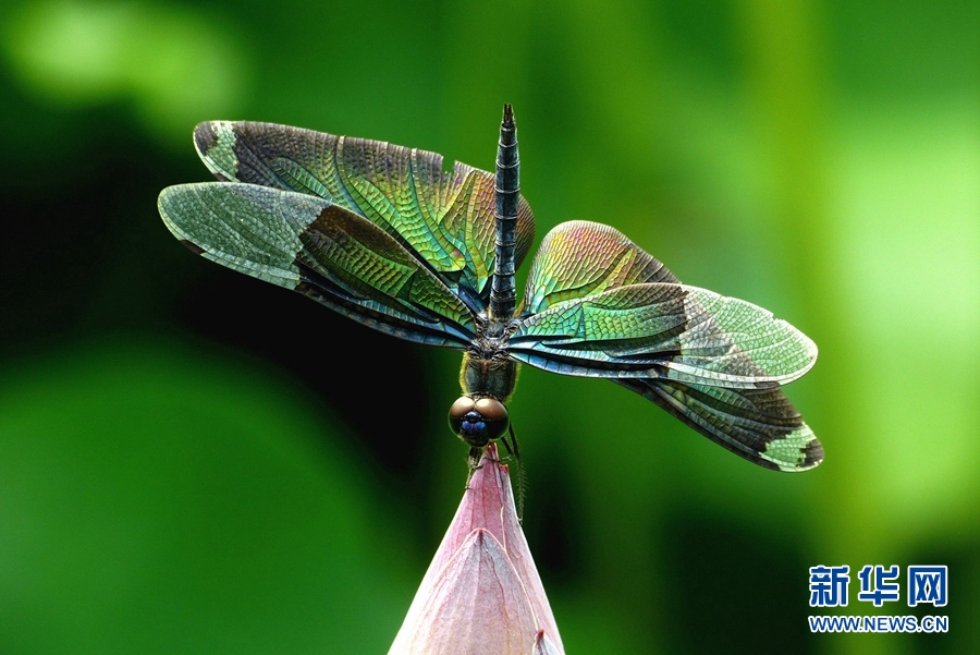 领略生物多样性之美|夏韵浓 荷花深处翠鸟忙