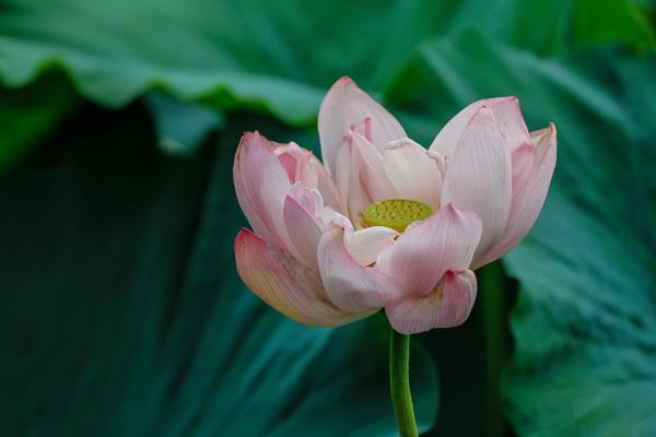 驚艷！鄭州這座公園裏荷花盛開，賞荷走起