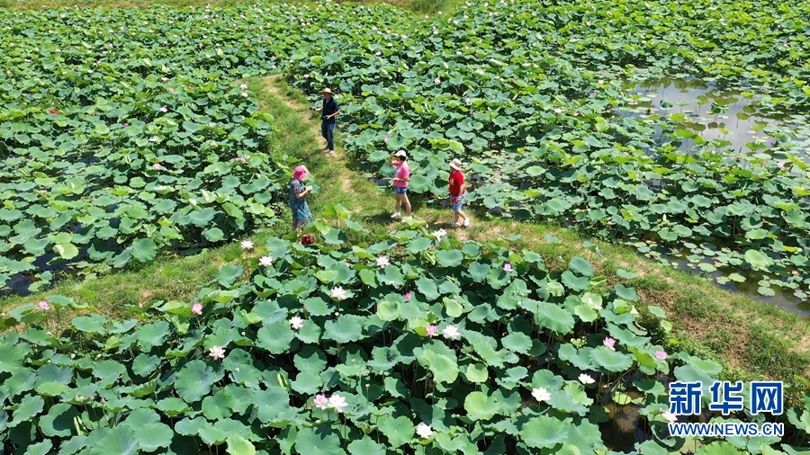 领略生物多样性之美|夏韵浓 荷花深处翠鸟忙