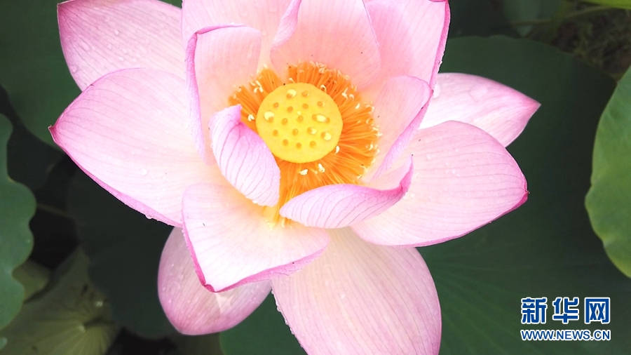 领略生物多样性之美|夏韵浓 荷花深处翠鸟忙