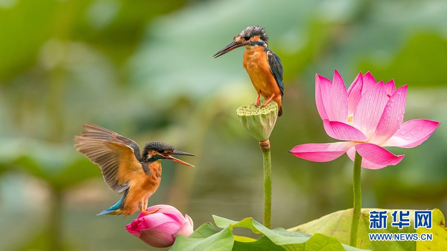 领略生物多样性之美|夏韵浓 荷花深处翠鸟忙