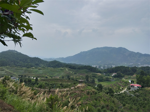 茶旅聯動壯根基——蘄春縣檀林鎮裴圍村産業扶持發展惠民紀實_fororder_微信圖片_20210702102149