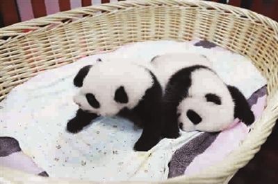 图片默认标题_fororder_timg