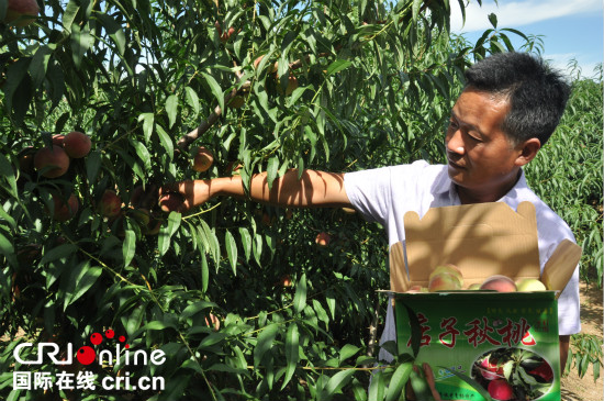 平度店子秋桃“黄马褂”加身 产销两旺_fororder_桃农盛环虎正在摘店子秋桃_meitu_12