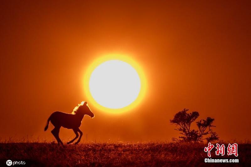 Yadda dabbobi suke rayuwa a gandun dajin Masai Mara na kasa dake Kenya_fororder_0623-2