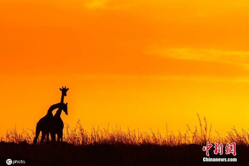 Yadda dabbobi suke rayuwa a gandun dajin Masai Mara na kasa dake Kenya_fororder_0623-4