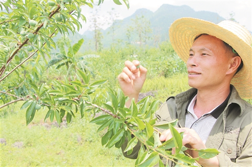 甘谷县李果香图片