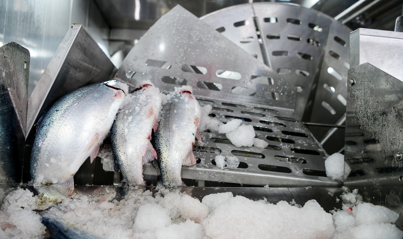 開創全球溫暖海域三文魚養殖先河!“深藍一號”首次收魚