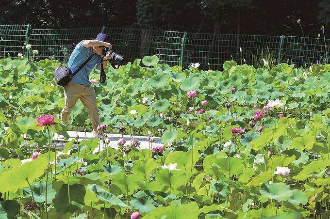 南京中山植物园荷园里的荷花已进入盛开期
