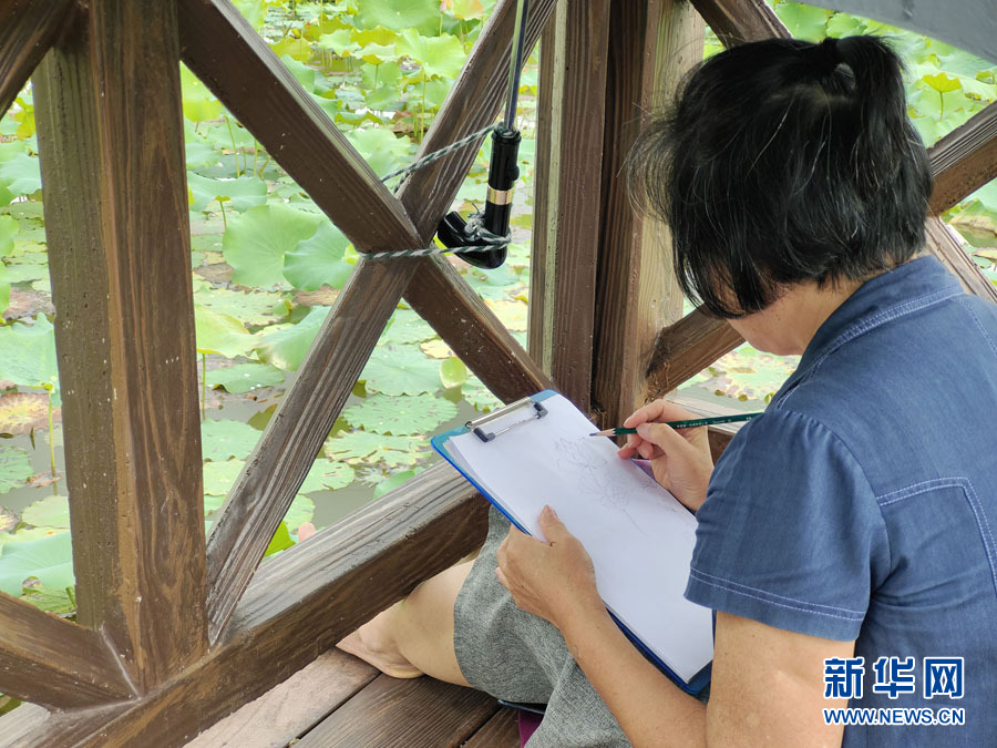 南寧：夏雨打荷花更艷