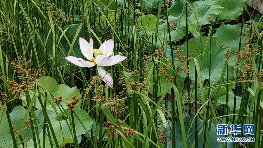 南宁：夏雨打荷花更艳