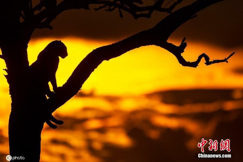Yadda dabbobi suke rayuwa a gandun dajin Masai Mara na kasa dake Kenya_fororder_0623-1