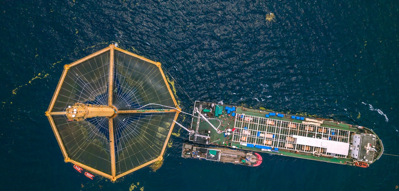 開創全球溫暖海域三文魚養殖先河!“深藍一號”首次收魚