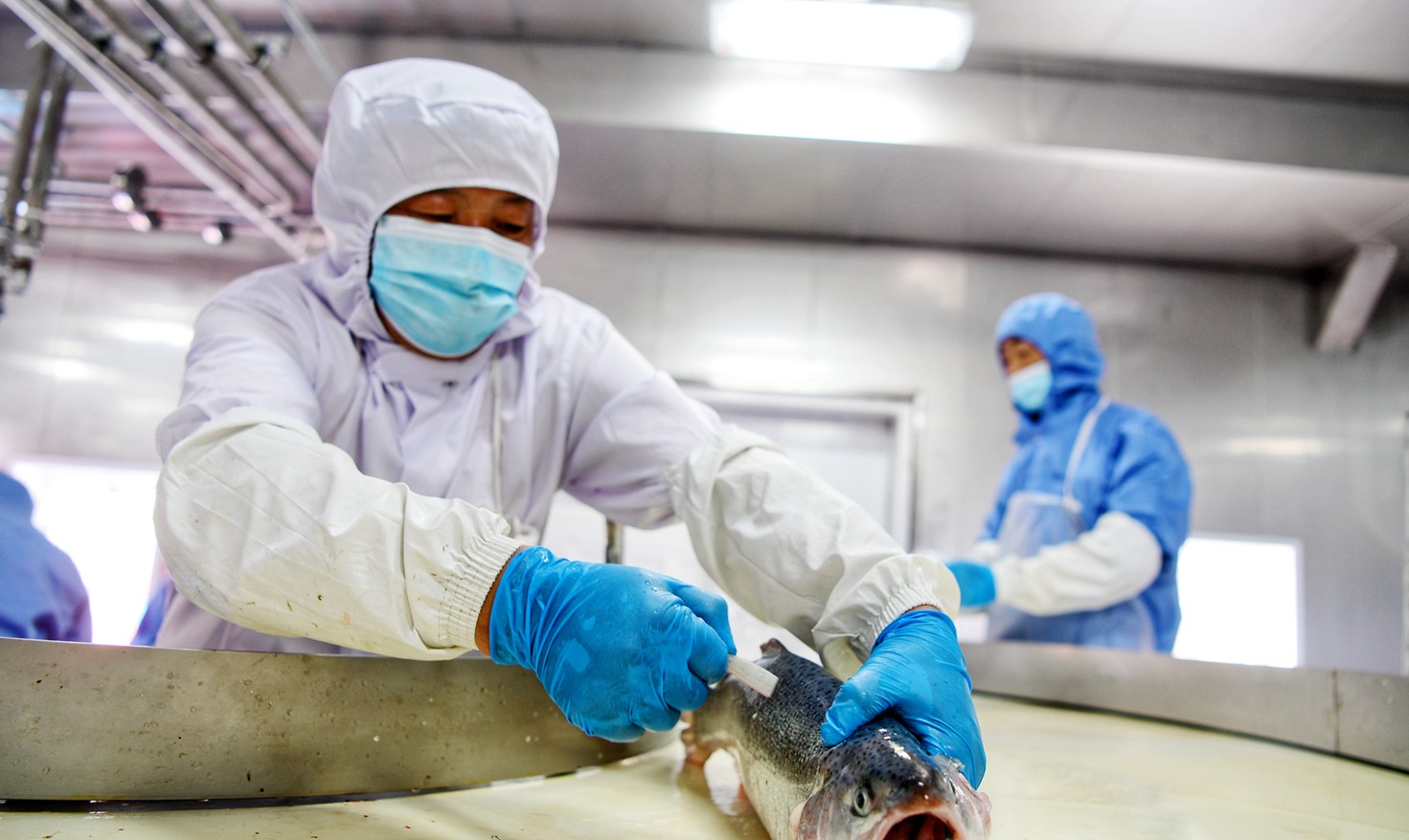 開創全球溫暖海域三文魚養殖先河!“深藍一號”首次收魚