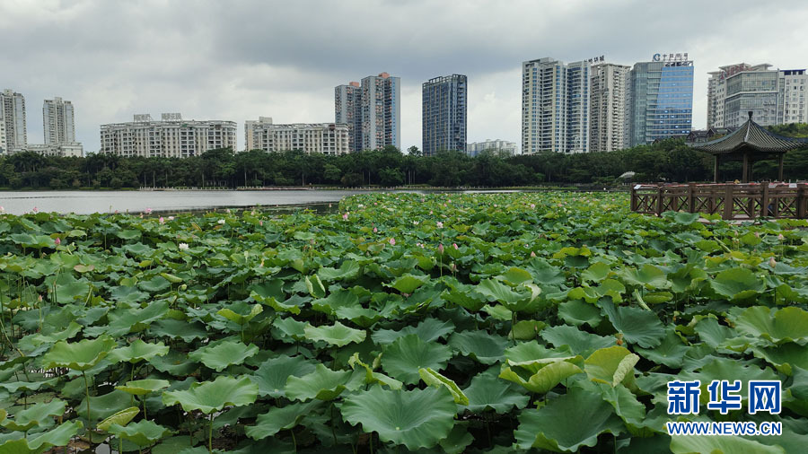 南宁：夏雨打荷花更艳