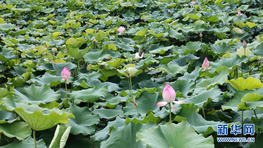 南宁：夏雨打荷花更艳