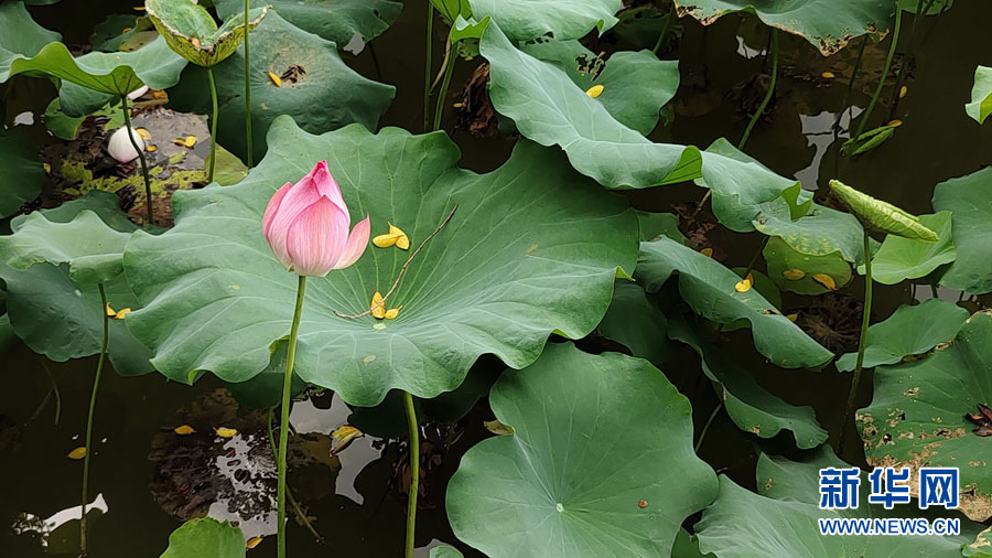 南寧：夏雨打荷花更艷