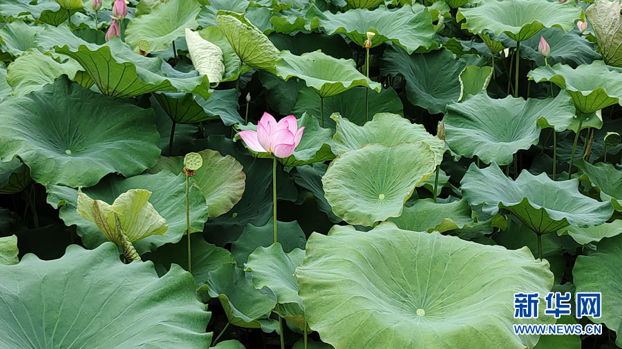 南宁：夏雨打荷花更艳