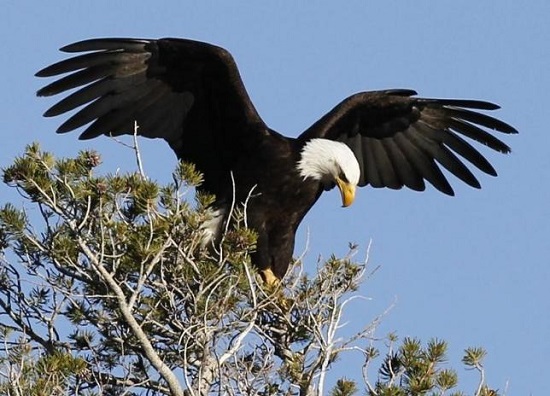 美國馬裡蘭州農場現13隻猛禽屍體 係美國“國鳥”