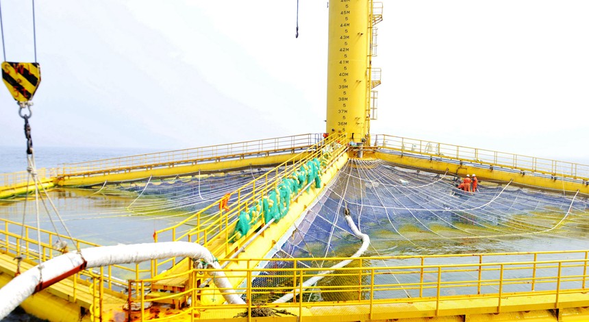 開創全球溫暖海域三文魚養殖先河!“深藍一號”首次收魚