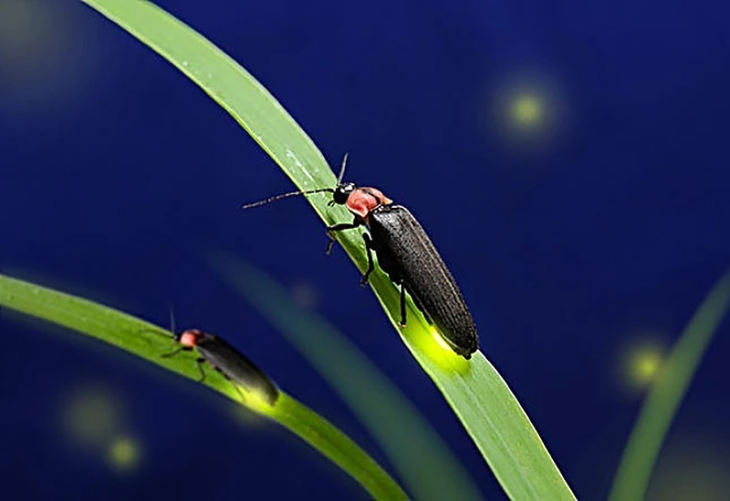 成都邛崃天台山景区发现雌光萤 周身发光无翅膀_fororder_常见的萤火虫-供图-邛崃市委宣传部