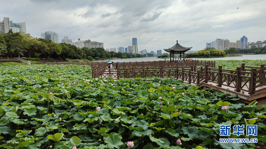 南寧：夏雨打荷花更艷